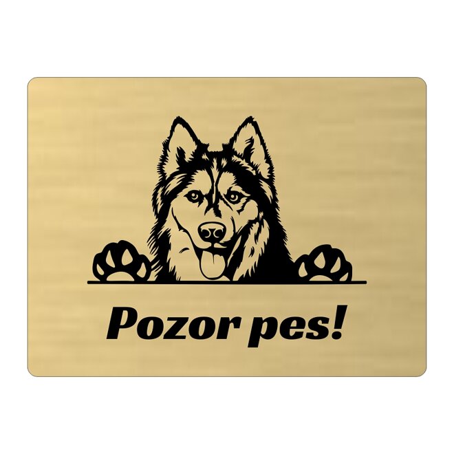 Zlatá tabulka Pozor pes – vykukující husky
